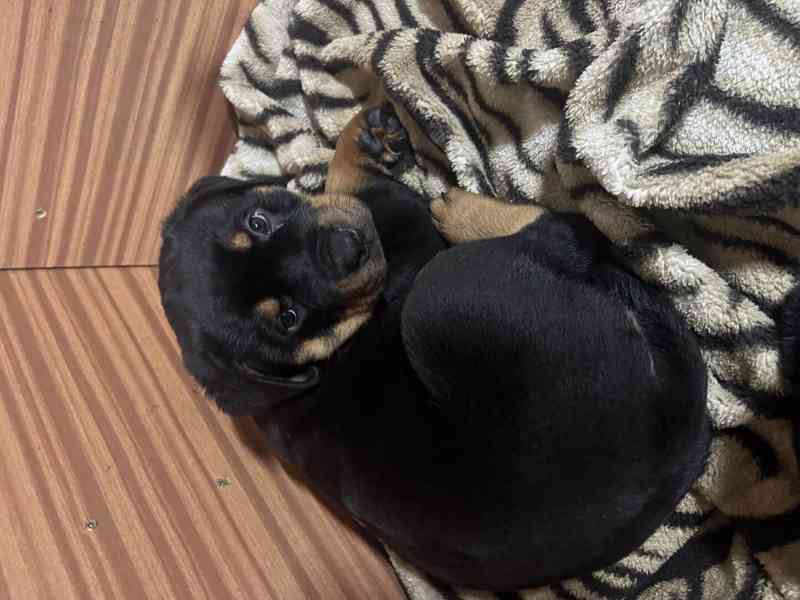 Rotvajleří miminka k odběru ihned – nádherný pes i fenka!  - foto 5