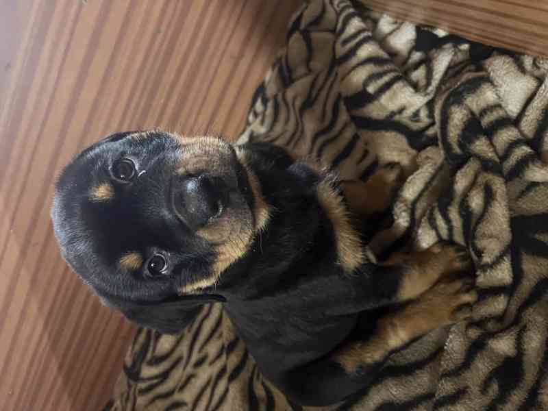 Rotvajleří miminka k odběru ihned – nádherný pes i fenka!  - foto 2