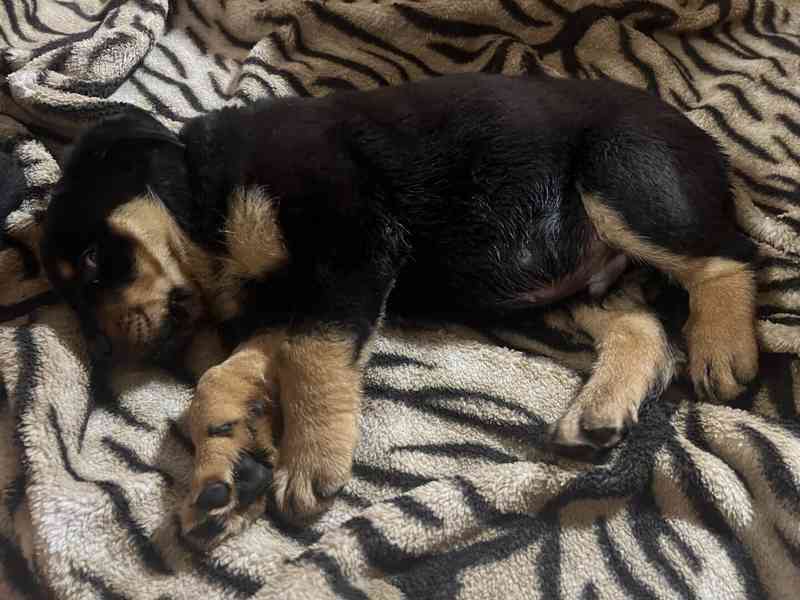 Rotvajleří miminka k odběru ihned – nádherný pes i fenka!  - foto 4