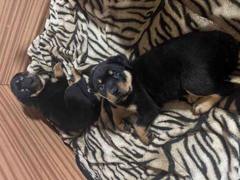 Rotvajleří miminka k odběru ihned – nádherný pes i fenka!  - foto 1