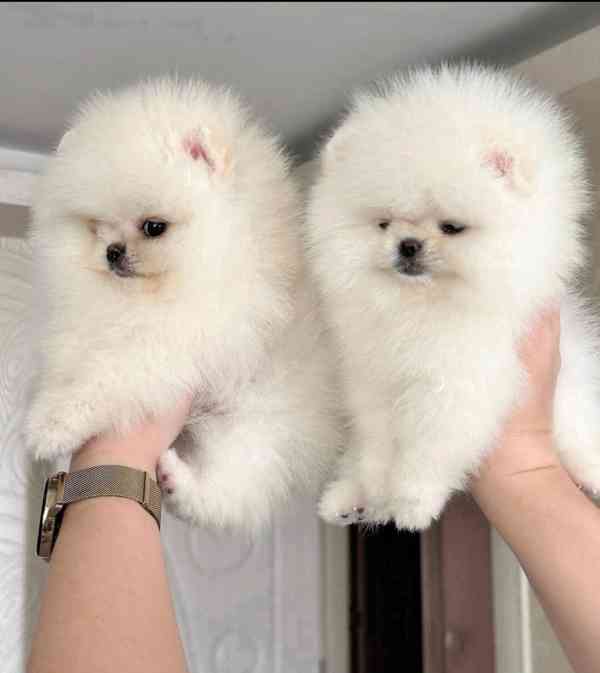 Štěňata pomeraniana k adopci. - foto 1