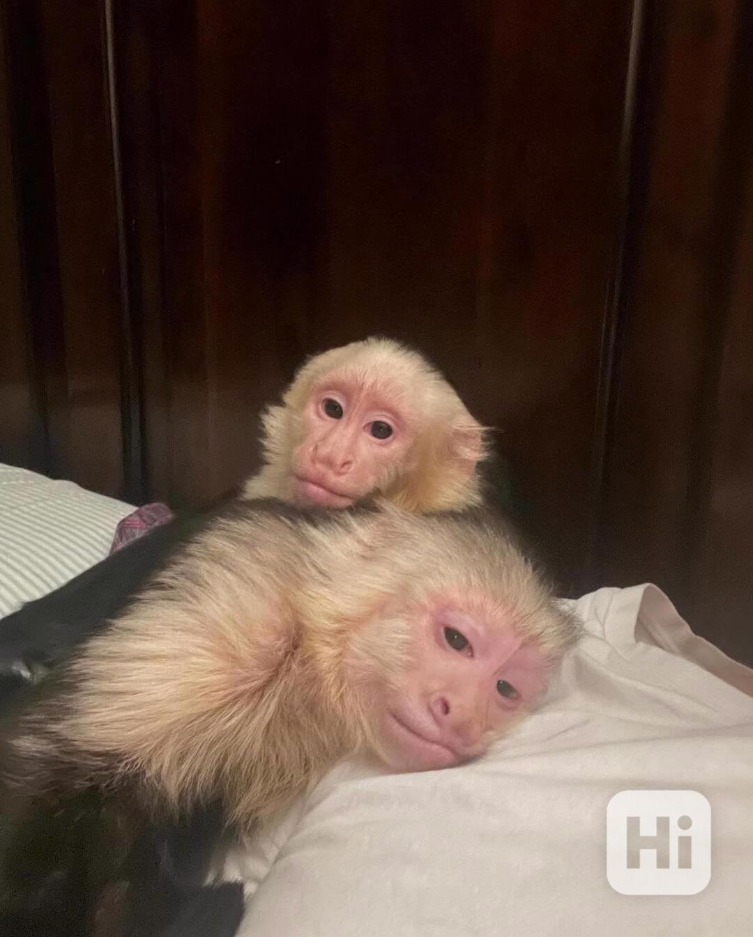 K dispozici zdravé kapucínské opice – kluci i holčičky - foto 1