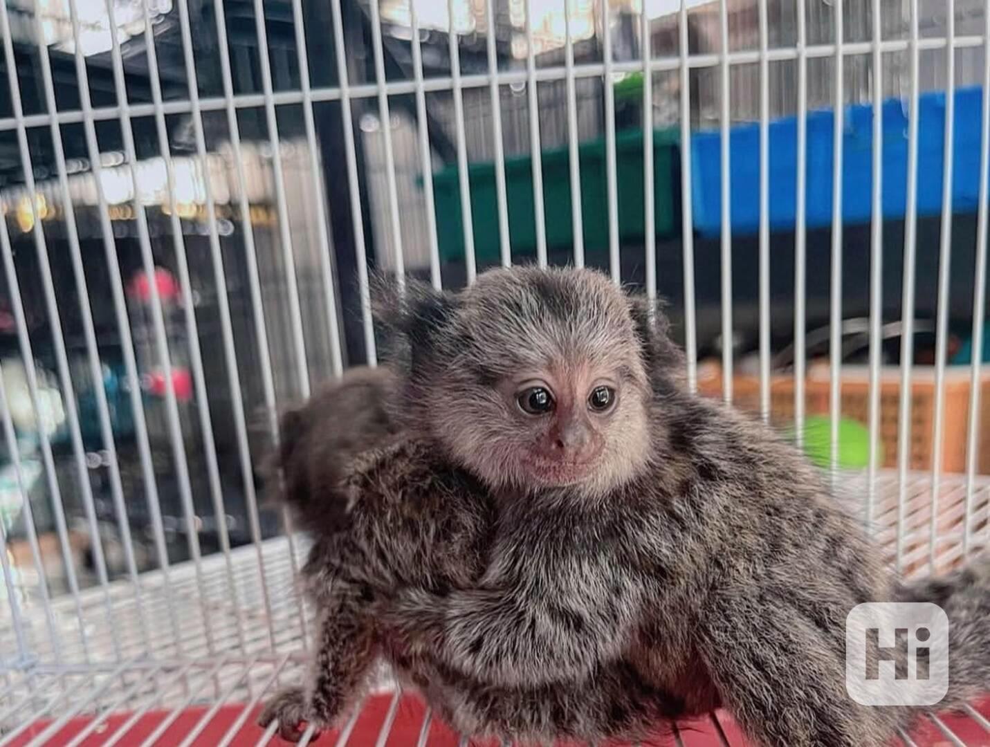 Opice  na adppciu - foto 1