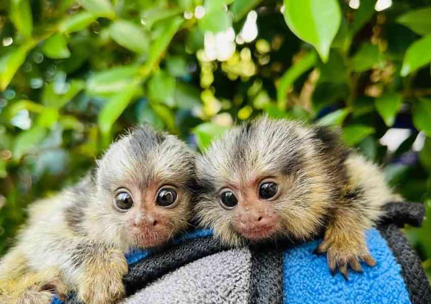 Opice  na adppciu - foto 2