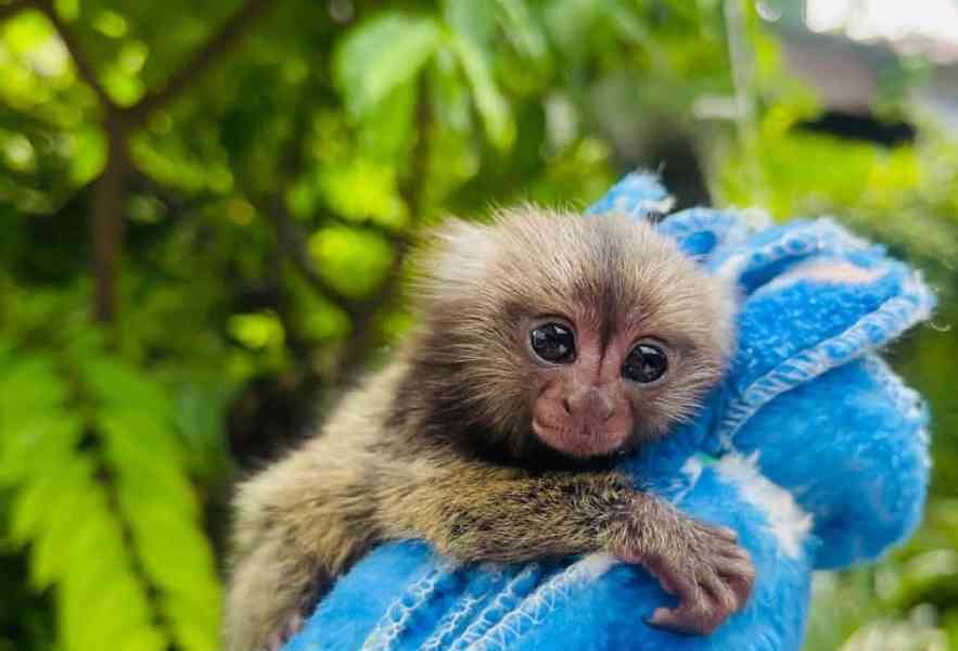 Opice  na adppciu - foto 3