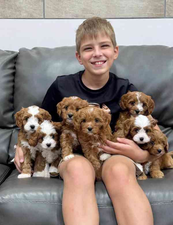 Ohromující štěňata F1B Goldendoodle! - foto 1