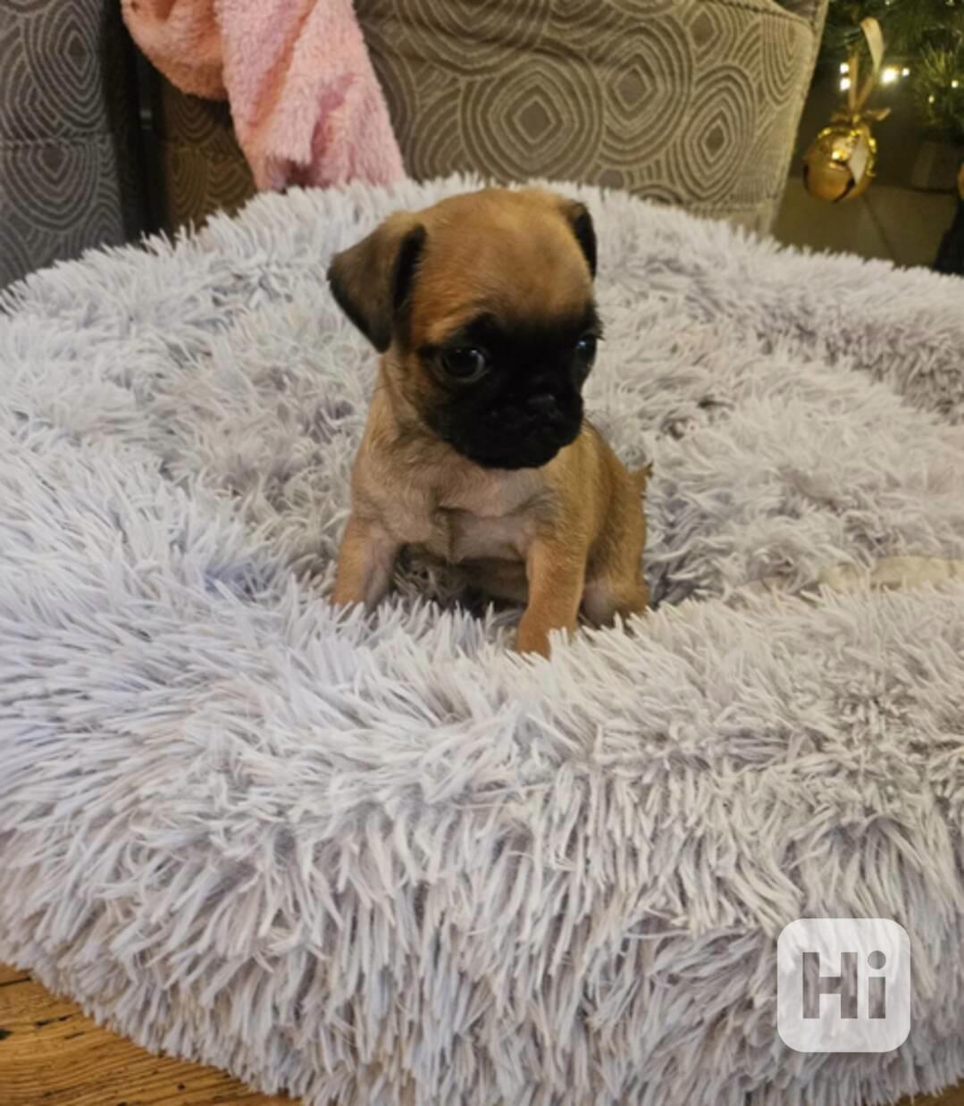 Štěňata mops - foto 1