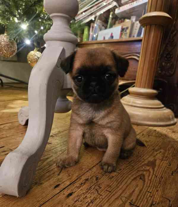 Štěňata mops - foto 2