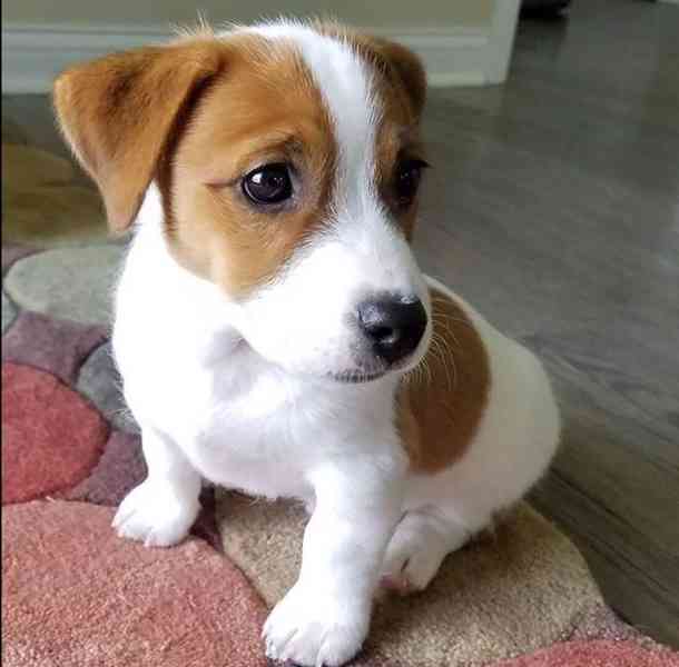 Jack russell terier klučík