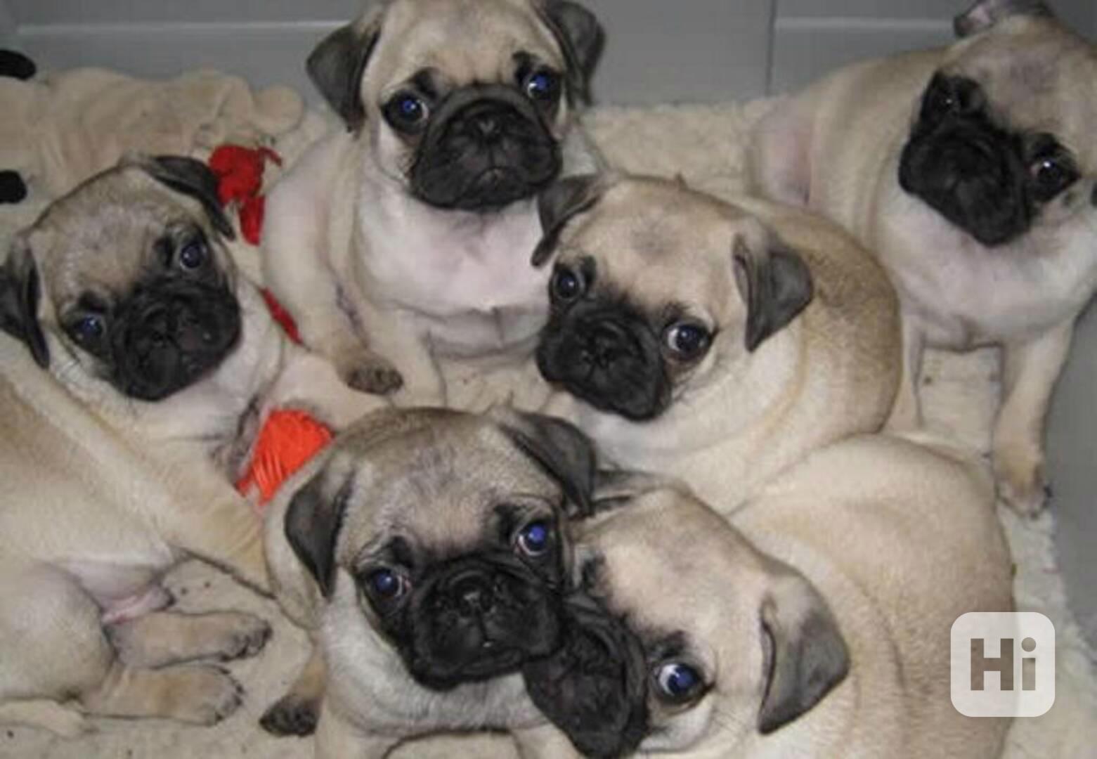 štěňata mopse  - foto 1