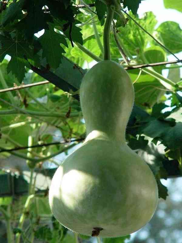 Tykev Lagenárie Birdhouse bottle - semena