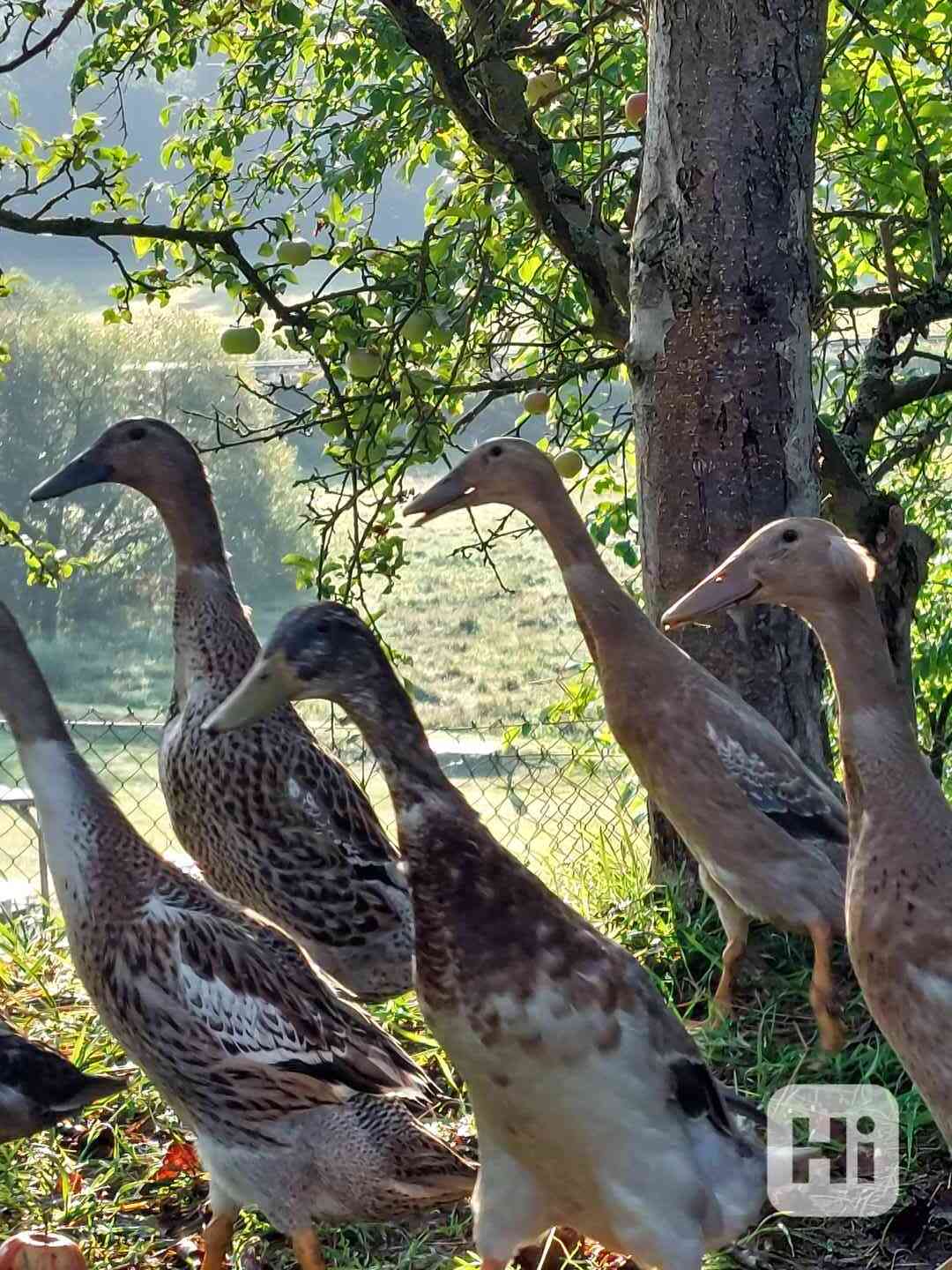 Prodám kachny - indické běžce - foto 1