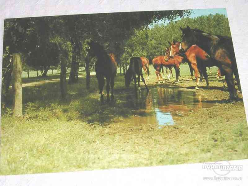 nepoužitá pohlednice koně - foto 1
