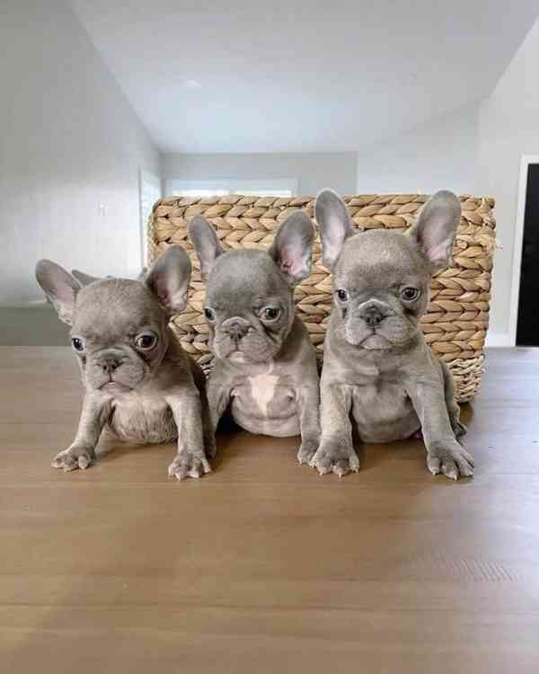 ŠTĚŇATA FRANCOUZSKÉHO BULDOGA - foto 1