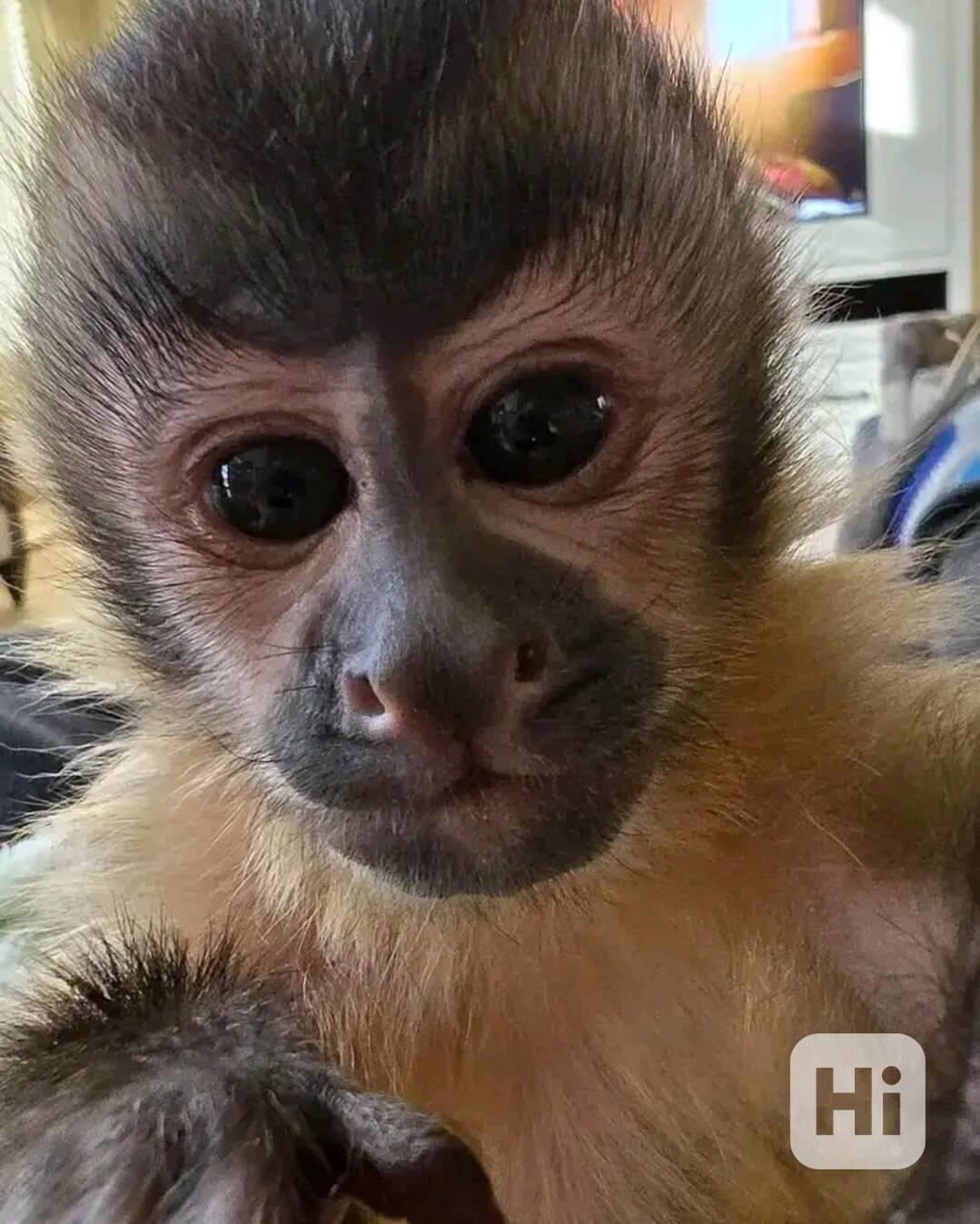  Nádherná rozkošná kapucínská opice k adopci - foto 1