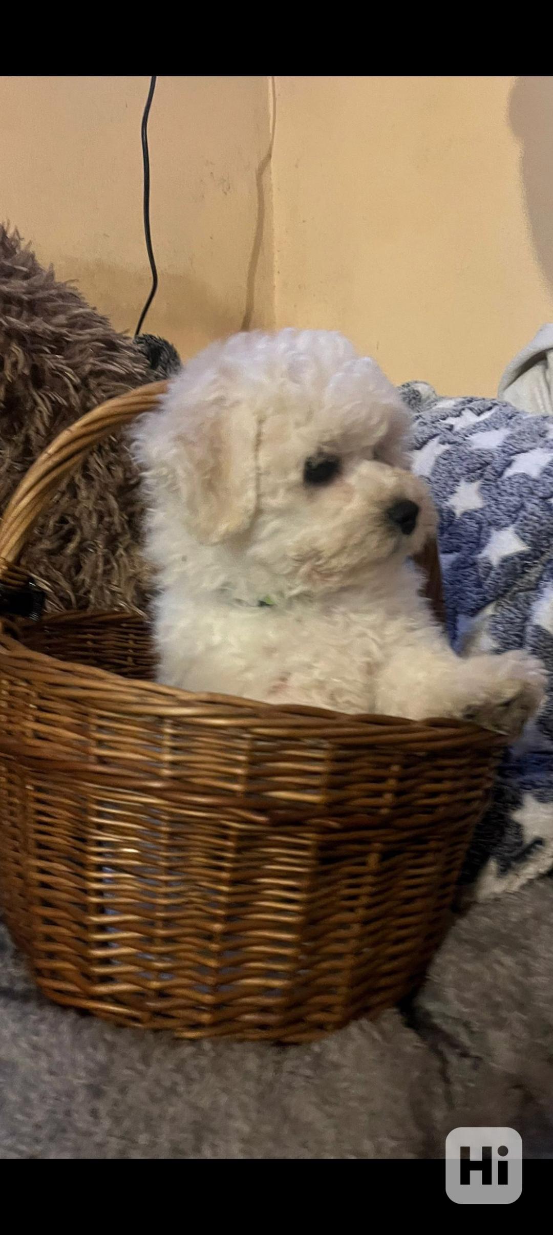 Štěňátko bišonek s PP  - foto 1