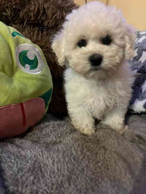 Štěňátko bišonek s PP  - foto 9