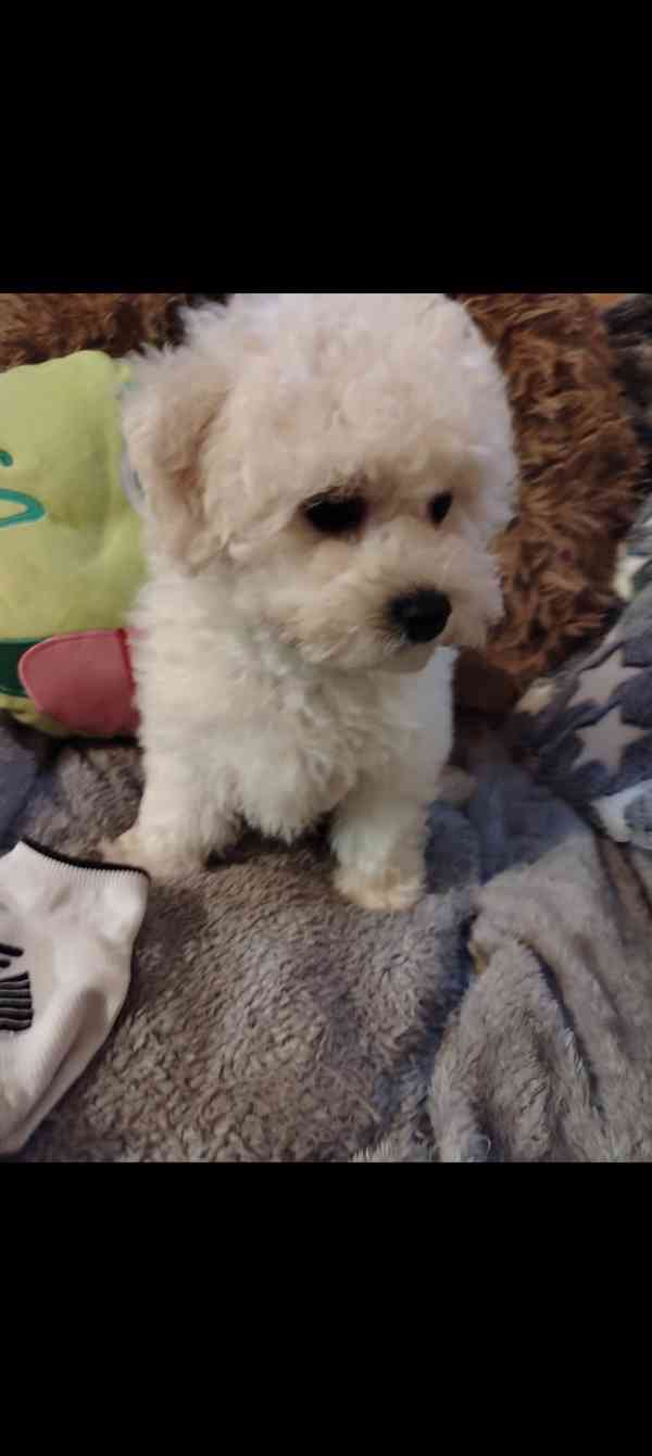 Štěňátko bišonek s PP  - foto 6