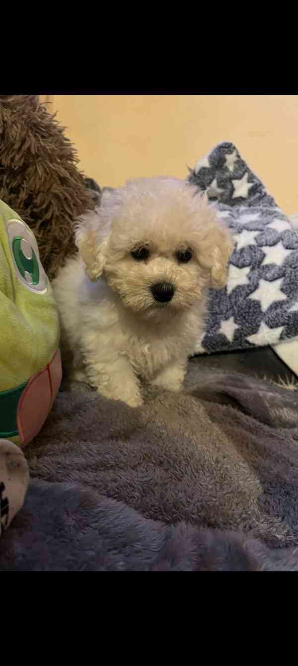 Štěňátko bišonek s PP  - foto 2