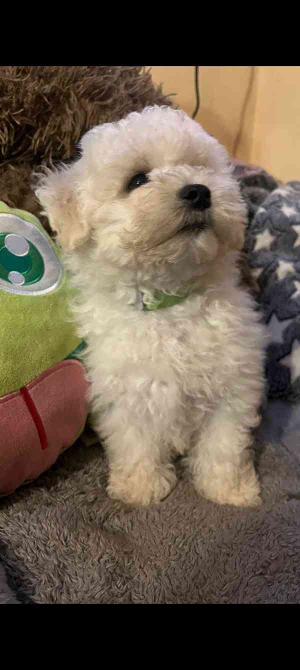 Štěňátko bišonek s PP  - foto 3