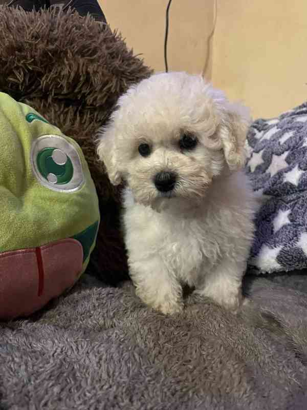 Štěňátko bišonek s PP  - foto 8