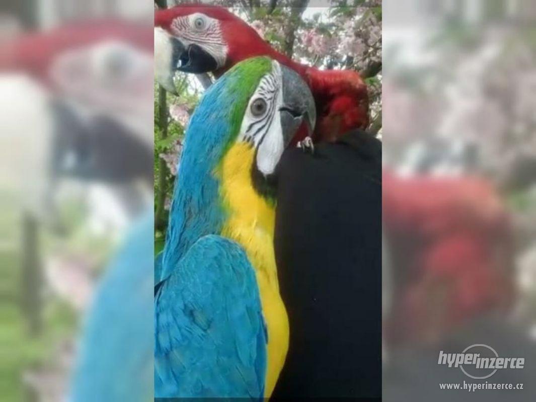 Pár papoušků - foto 1
