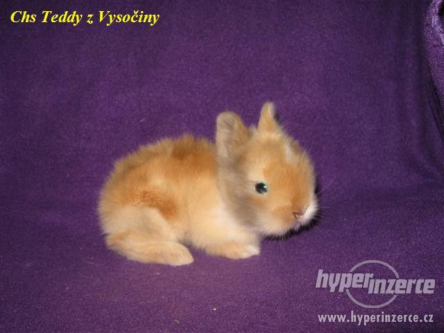 Teddy miminka s VP - foto 1