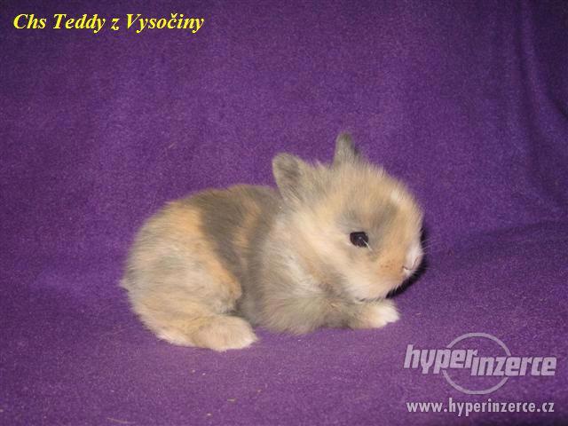 Teddy miminka s VP - foto 2