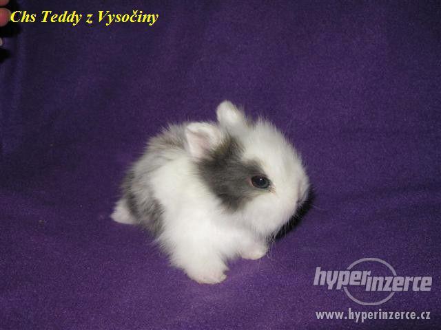 Teddy miminka s VP - foto 3