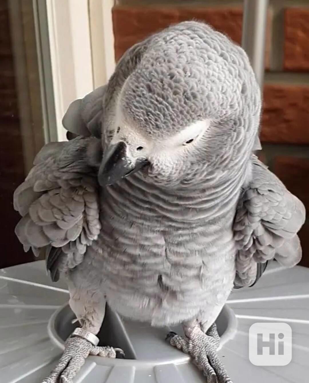 K dispozici konžská africká šedá - foto 1