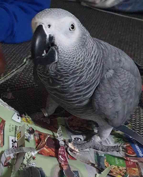 K dispozici konžská africká šedá - foto 5