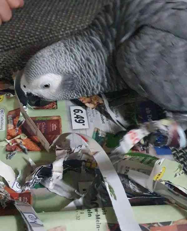 K dispozici konžská africká šedá - foto 3