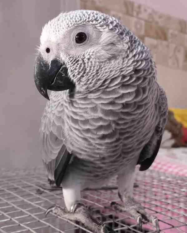 K dispozici konžská africká šedá - foto 2