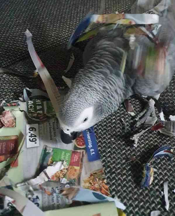 K dispozici konžská africká šedá - foto 4