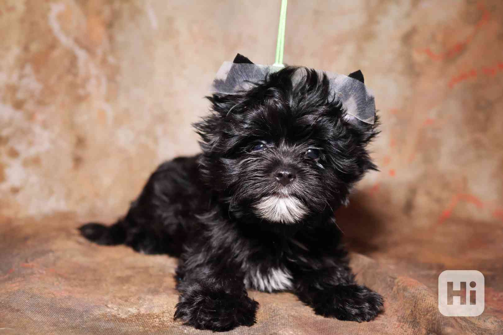 Color Yorkshire Terrier s PP - foto 1