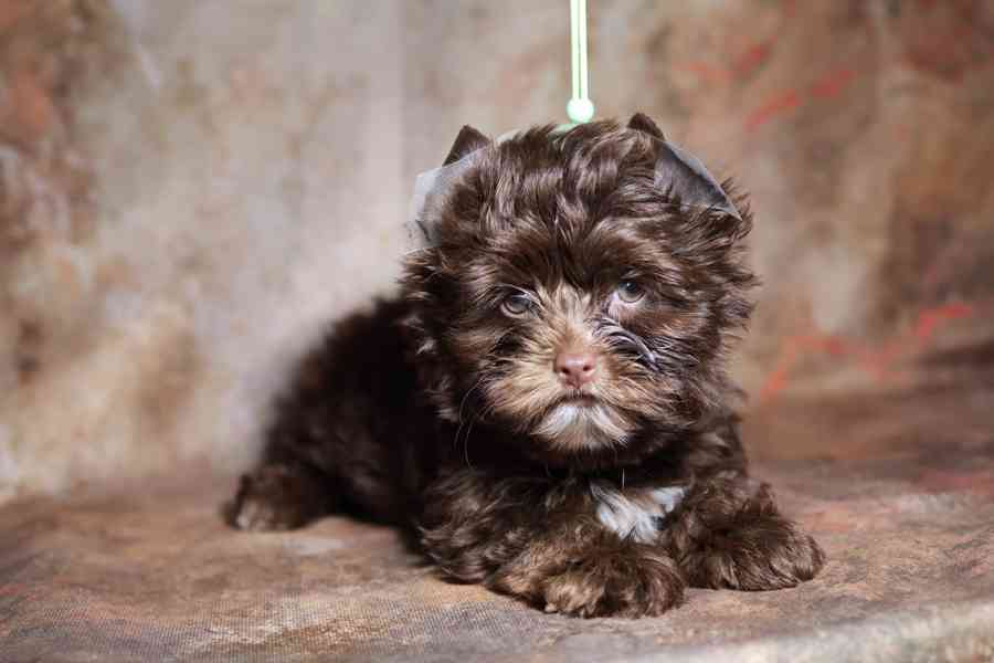 Color Yorkshire Terrier s PP - foto 4