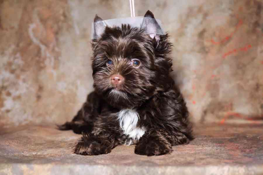 Color Yorkshire Terrier s PP - foto 3