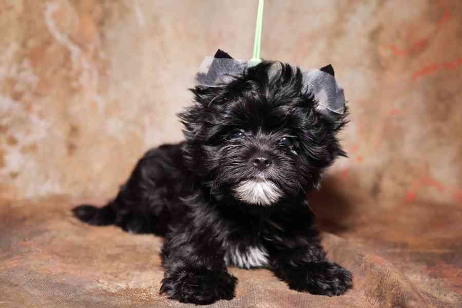 Color Yorkshire Terrier s PP - foto 1