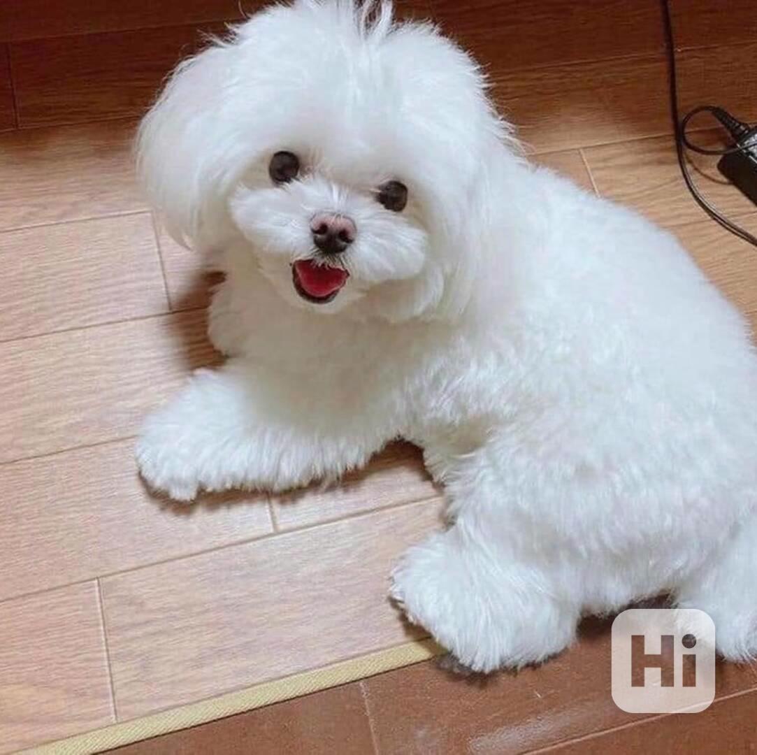 štěňata maltézského ovčáka k adopci - foto 1