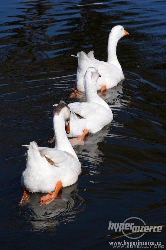 Farma Gručovice nabídka drůbeže na jaro 2018 - foto 1