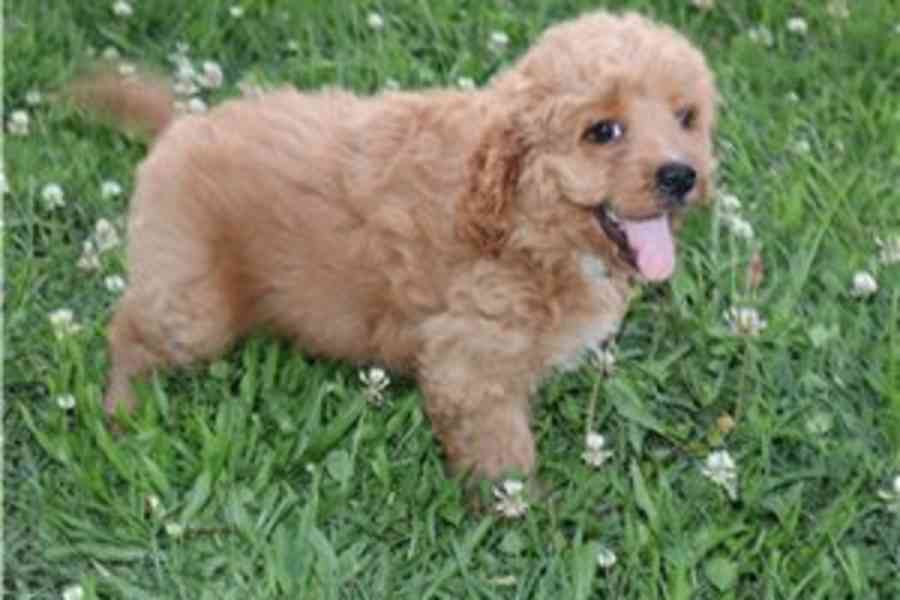 Registrovaná štěňata Cavapoo Naše ostříhaná štěňátka Cavapoo - foto 1
