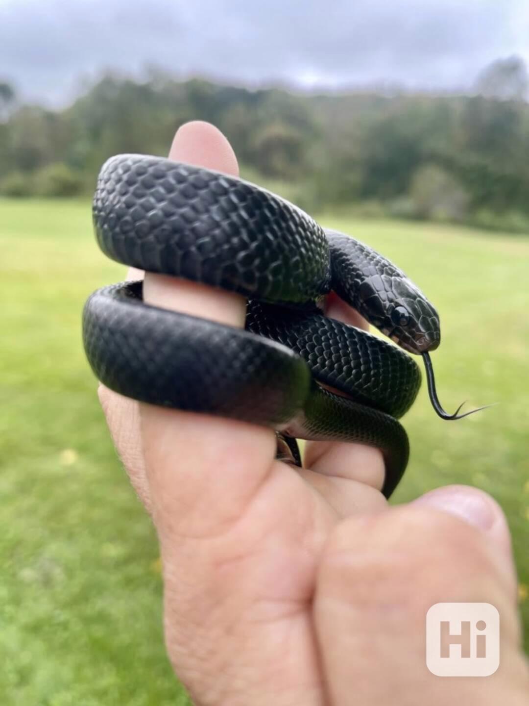 Užovka indigová (Drymarchon coupei) k dispozici - foto 1