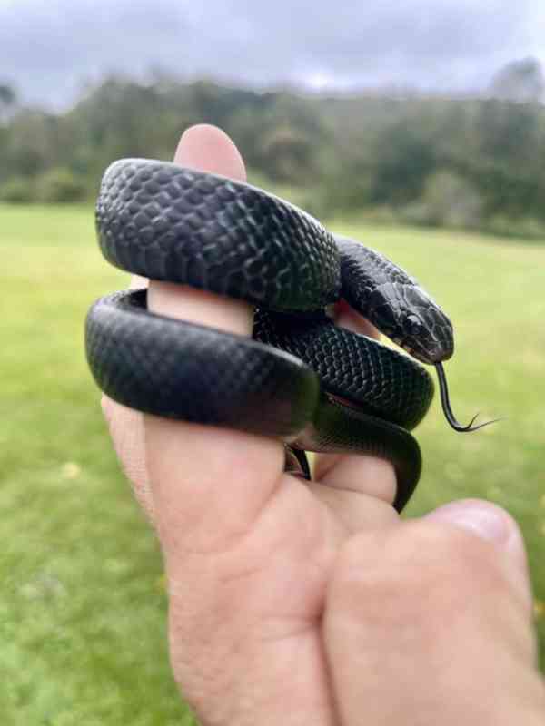 Užovka indigová (Drymarchon coupei) k dispozici - foto 1