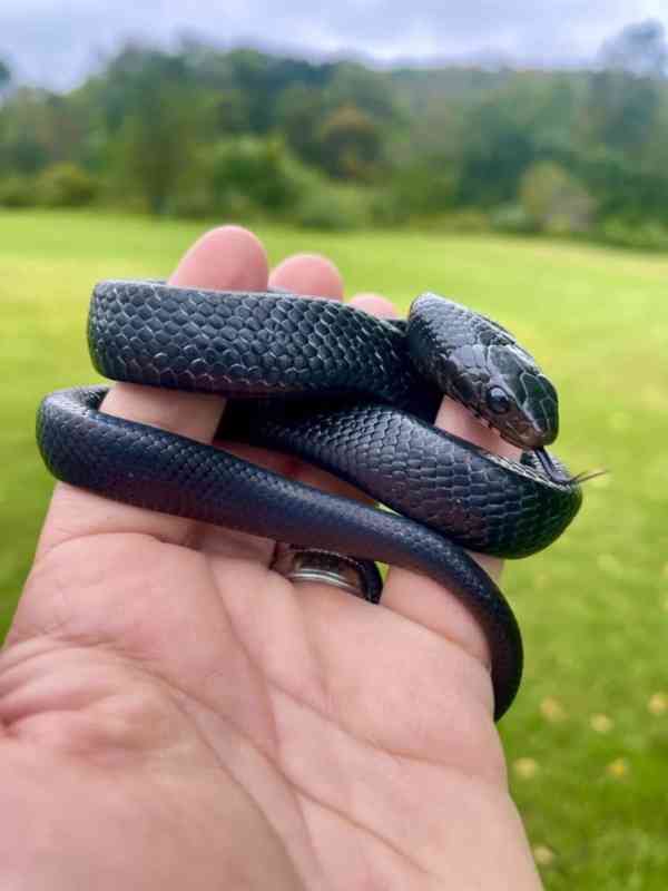 Užovka indigová (Drymarchon coupei) k dispozici - foto 3