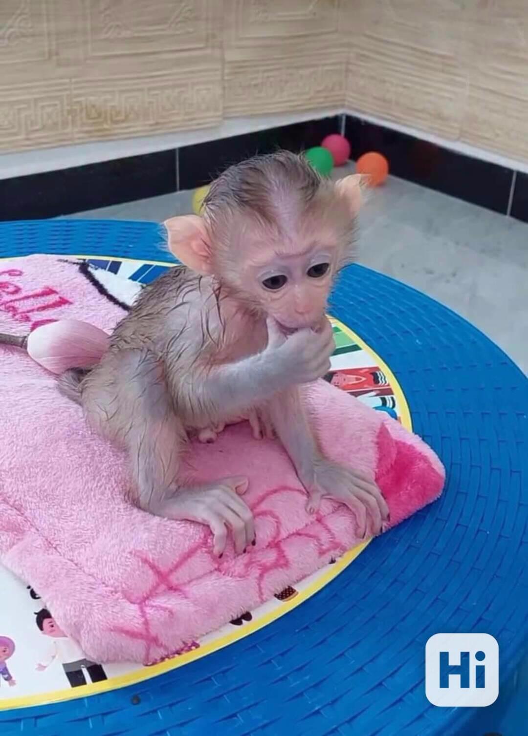 Krásné kapucínské opice k adopci - foto 1
