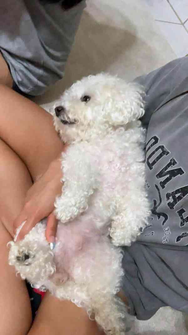 Prodáme štěňata bišonka frise s PP. - foto 3