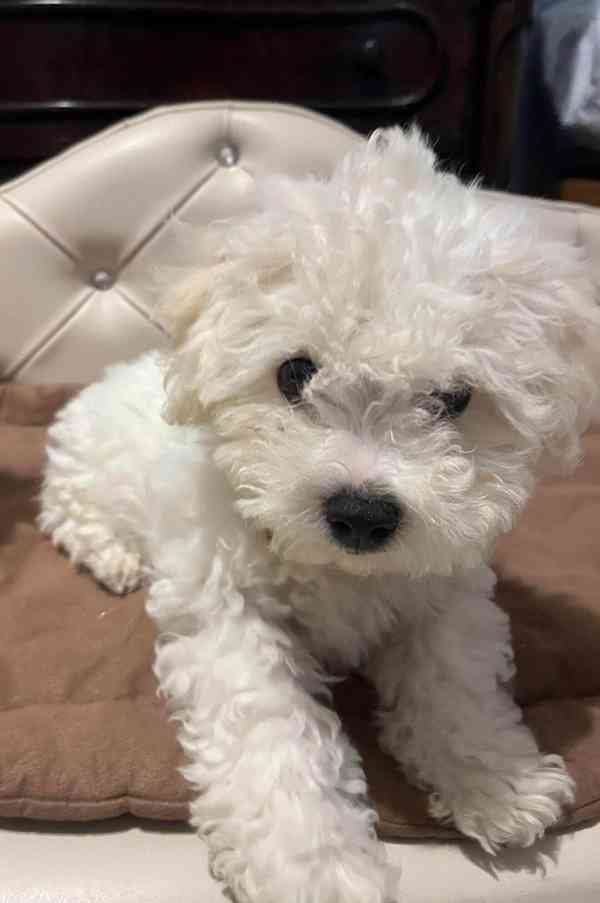 Prodáme štěňata bišonka frise s PP.