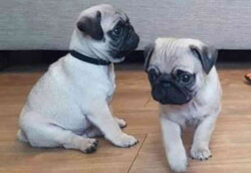 Štěňata mopsů pro milující domovy - foto 1