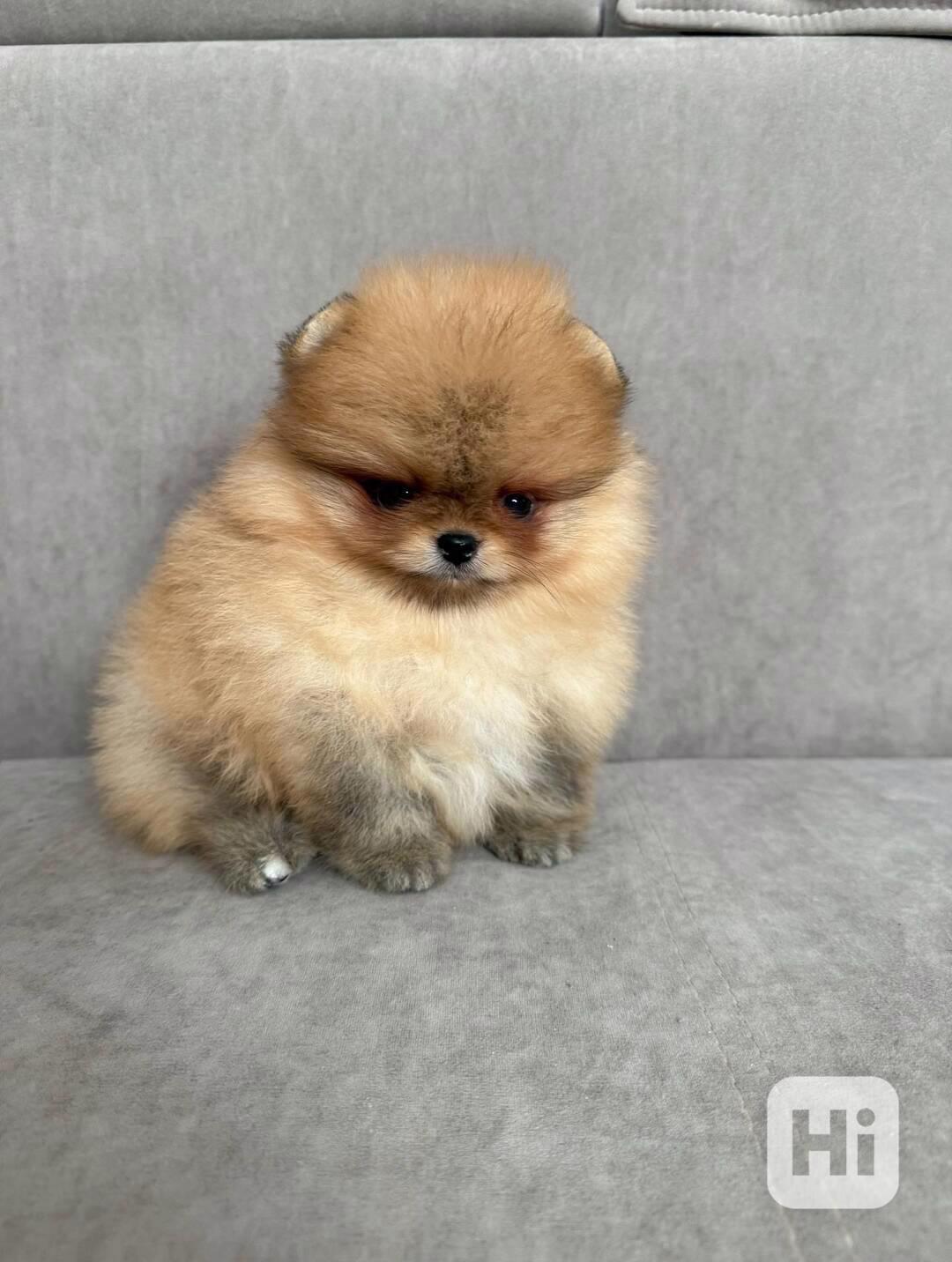 Prodám štěňátka německého špice - foto 1