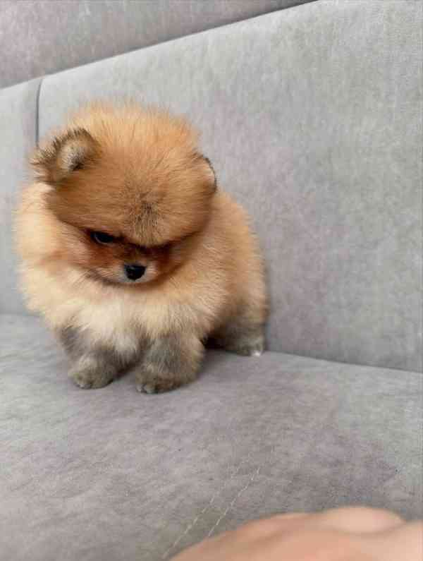 Prodám štěňátka německého špice - foto 3